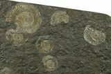Fossil Ammonite Cluster - Posidonia Shale, Germany #383720-2